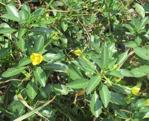 Ludwigia peploides, photograph 6