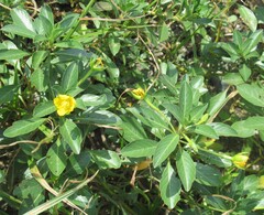 Ludwigia peploides, photograph (c) Linda Jo Conn, some rights reserved (CC BY)