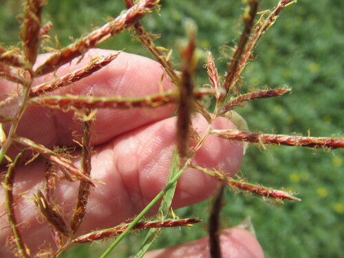 Cyperus rotundus, photograph 5