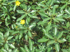 Ludwigia peploides, photograph (c) Linda Jo Conn, some rights reserved (CC BY)