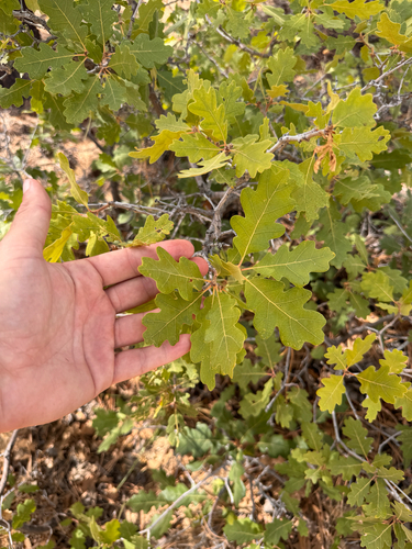 Quercus gambelii