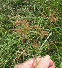 Cyperus rotundus, photograph (c) Linda Jo Conn, some rights reserved (CC BY)