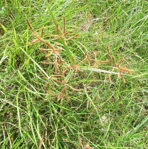Cyperus rotundus, photograph 4