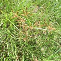 (c) Linda Jo Conn, some rights reserved (CC BY) Cyperus rotundus, photograph (c) Linda Jo Conn, some rights reserved (CC BY)