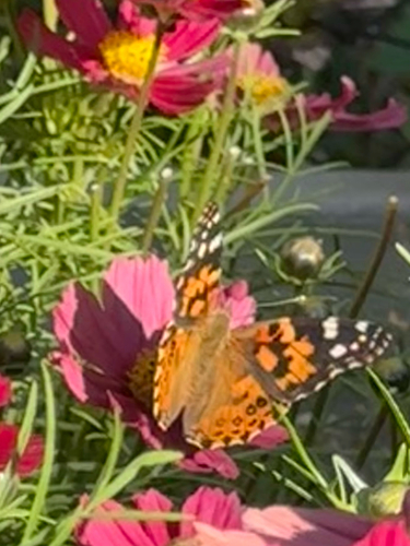 Painted Lady