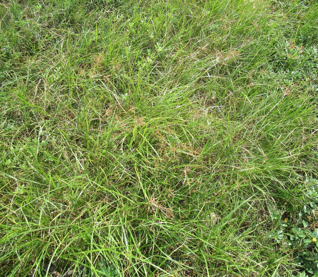 Cyperus rotundus; photograph (c) Linda Jo Conn, some rights reserved (CC BY)