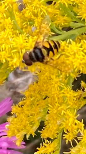 Transverse-banded Flower Fly
