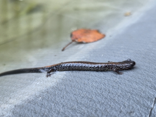 Eastern Red-backed Salamander