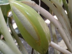 Araceae