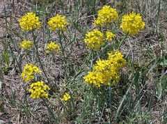 Erysimum capitatum
