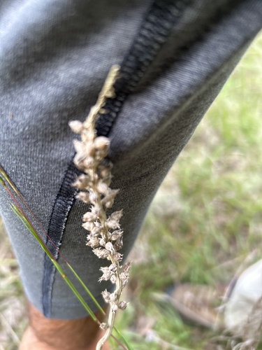 Aletris farinosa observed 2026-09-24
