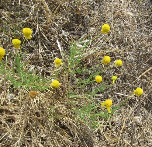 Helenium amarum, photograph 5