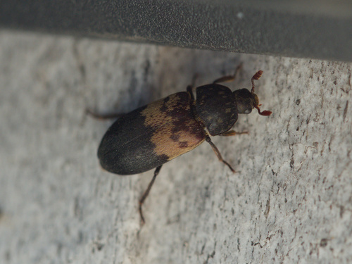 Larder Beetle