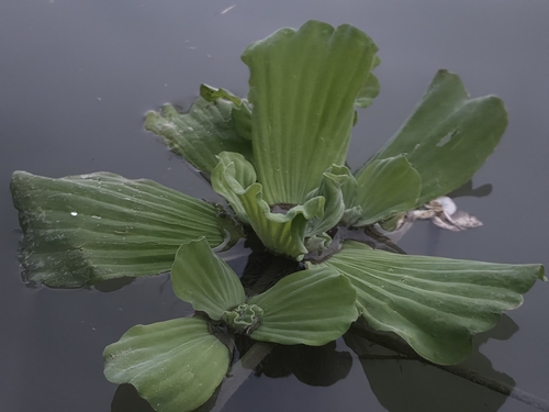 Water Lettuce