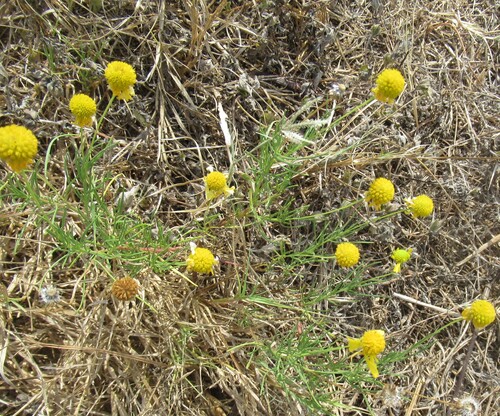 Helenium amarum, photograph 4