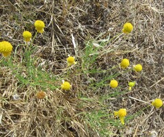 Helenium amarum, photograph (c) Linda Jo Conn, some rights reserved (CC BY)
