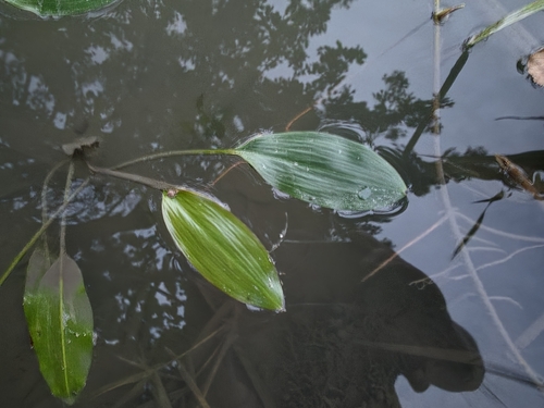 Longleaf Pondweed