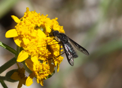 Thevenetimyia affinis