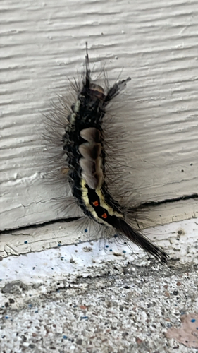 White-marked Tussock Moth