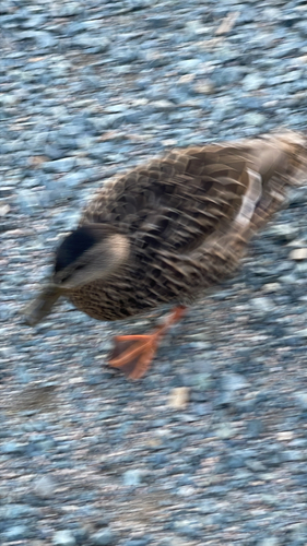 American Black Duck