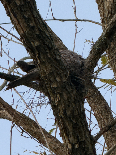 Tawny Frogmouth
