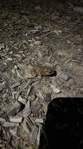 European Toad