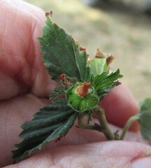 Malvastrum coromandelianum, photograph (c) Linda Jo Conn, some rights reserved (CC BY)