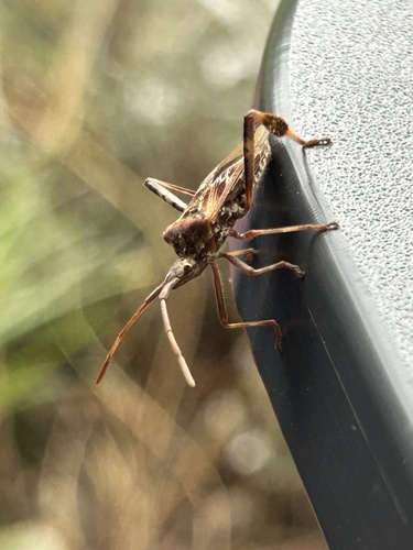 Western Conifer Seed Bug