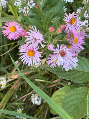 New England aster