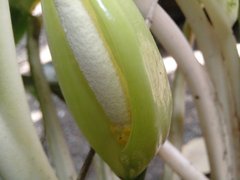 Araceae