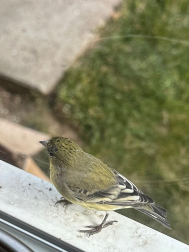 Lesser Goldfinch