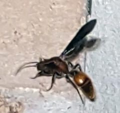 Sphaeropthalma boweri