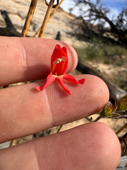 Penstemon rostriflorus