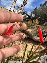 Penstemon rostriflorus, photograph (c) Parker James Lloyd, some rights reserved (CC BY)
