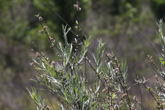 Salix exigua hindsiana