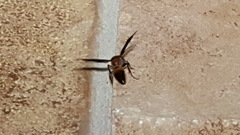 Sphaeropthalma boweri