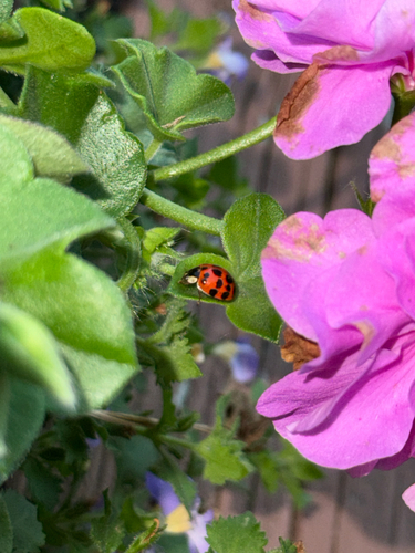 Asian Lady Beetle