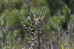 Salix exigua hindsiana