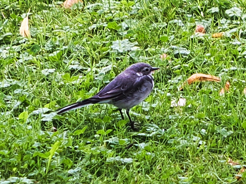 White Wagtail