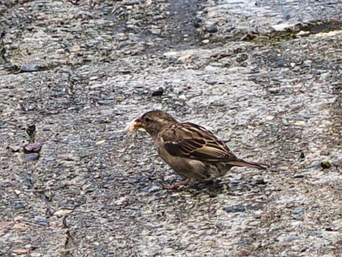 House Sparrow