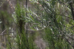 Salix exigua hindsiana