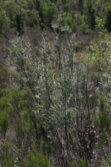 Salix exigua hindsiana