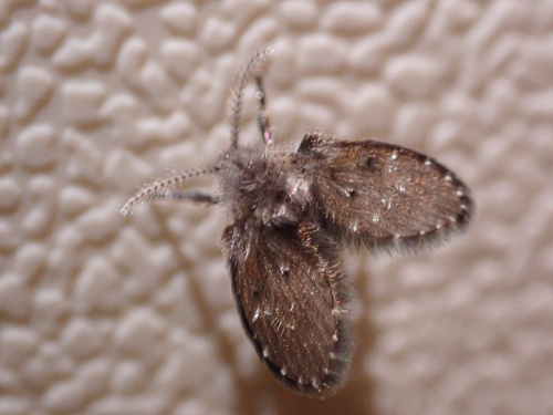 Bathroom Moth Fly