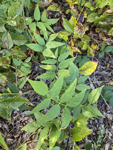 Apios americana, photograph 3