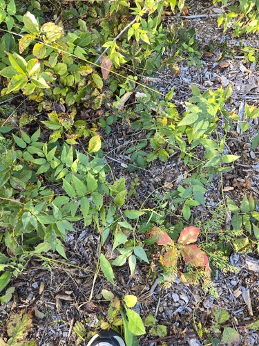 Apios americana, photograph 4