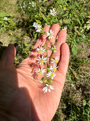 Symphyotrichum urophyllum, photograph author not stated, no rights reserved