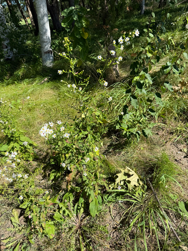 Symphyotrichum urophyllum, photograph 5