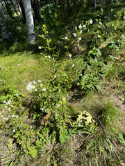 author not stated, no rights reserved Symphyotrichum urophyllum, photograph author not stated, no rights reserved
