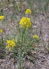 Erysimum capitatum