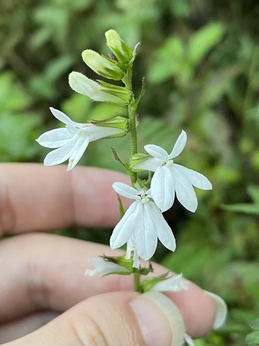 Lobelia puberula